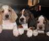 Basset Hound Welpen mit Papieren zu...